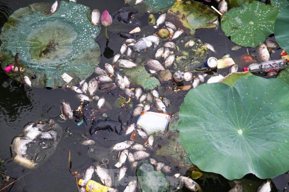 Ca chet hang loat o ho sinh thai tai Quy Nhon hinh anh