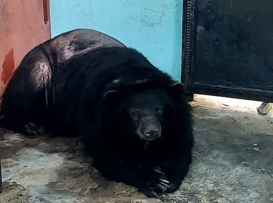 Gau ngua 90 kg do nguoi dan TP.HCM nuoi nhot duoc giao cho kiem lam hinh anh