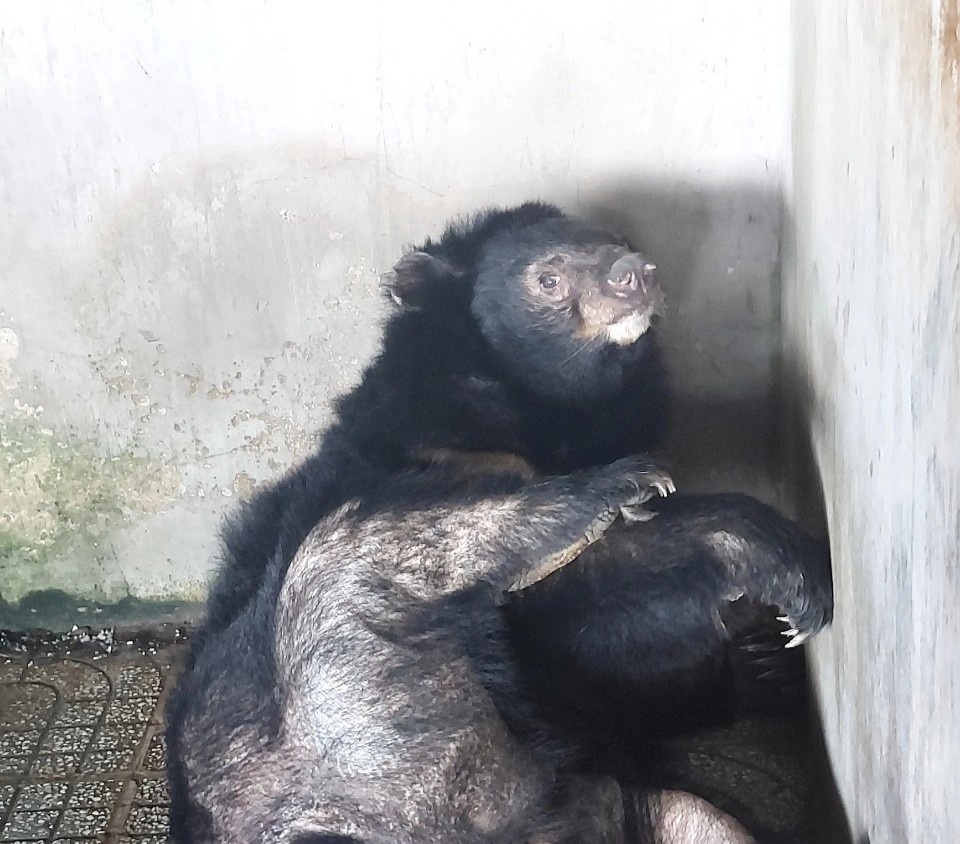 Con gau ngua nang 90 kg do nguoi dan nuoi nhot duoc giao cho kiem lam anh 1