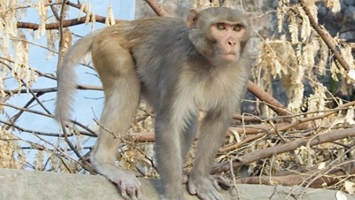 Nguoi dan ong bi khi vang can rach canh tay hinh anh