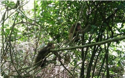 Tha 17 ca the dong vat quy hiem ve tu nhien hinh anh