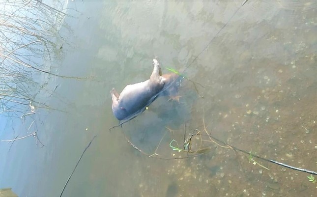 xac lon noi tren ho anh 3