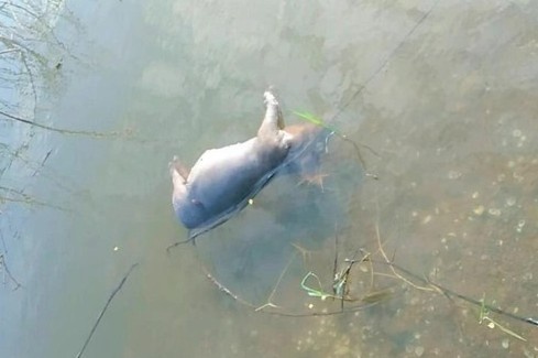 Xac lon noi lenh benh tren ho dep nhat Buon Ma Thuot hinh anh