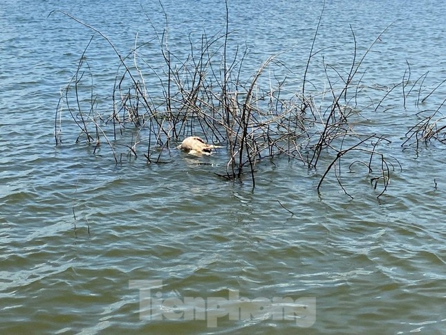 xac lon noi tren ho anh 6