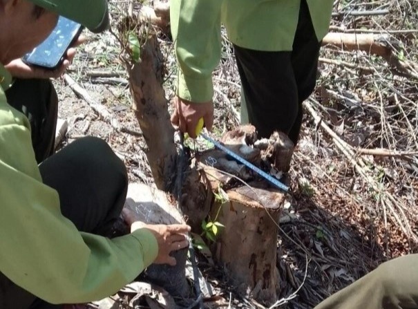 Truong phong quan ly bao ve rung thue nguoi chat pha rung hinh anh