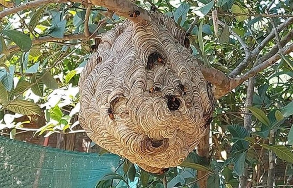 Treo len cay choi, be gai 7 tuoi bi ca bay ong vo ve tan cong hinh anh