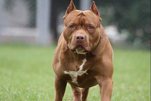 Cho pitbull nang 40 kg can chet chu hinh anh