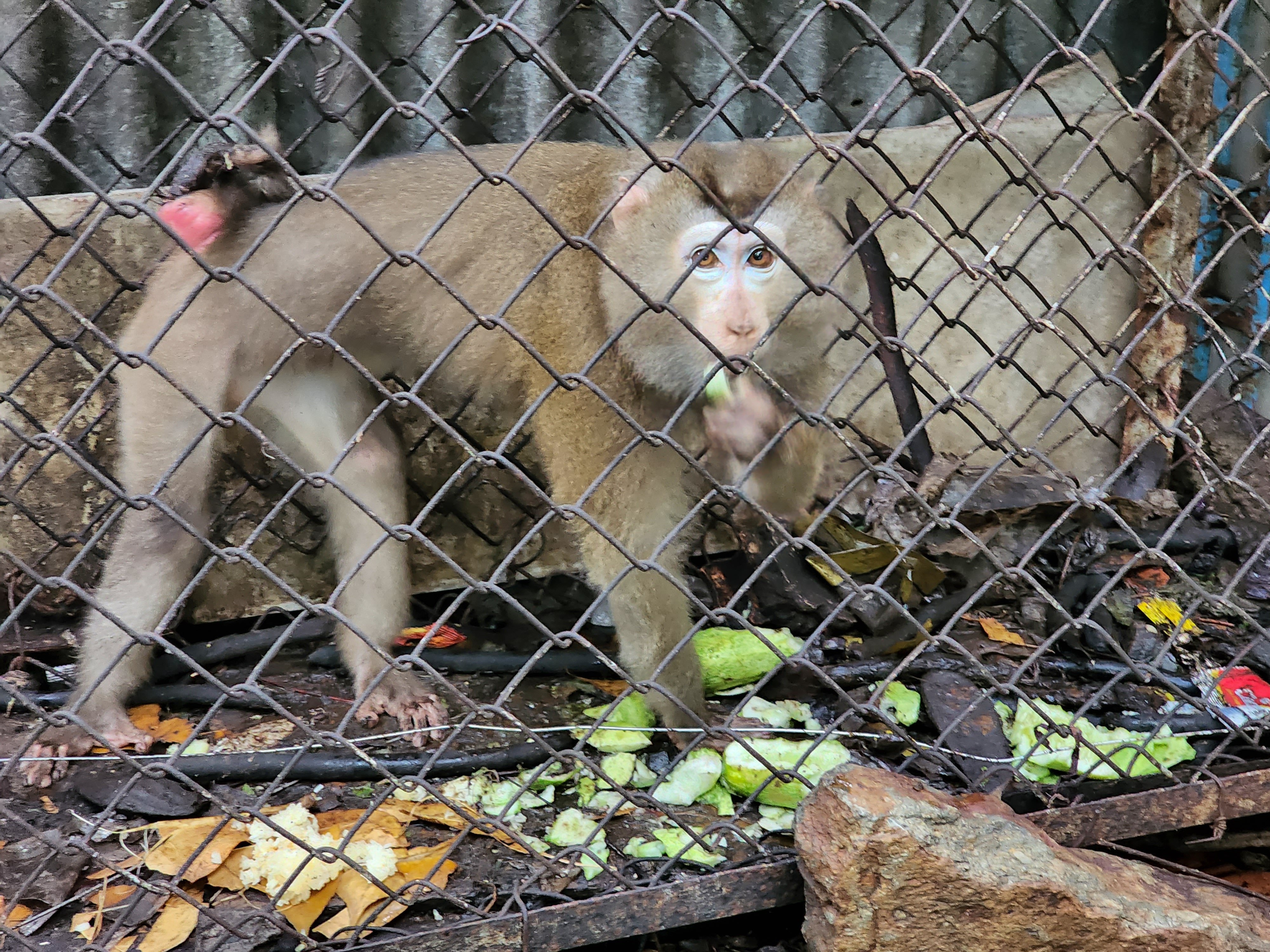 Kiem lam dung thuoc gay me cuu khi duoi lon 20 nam tuoi hinh anh