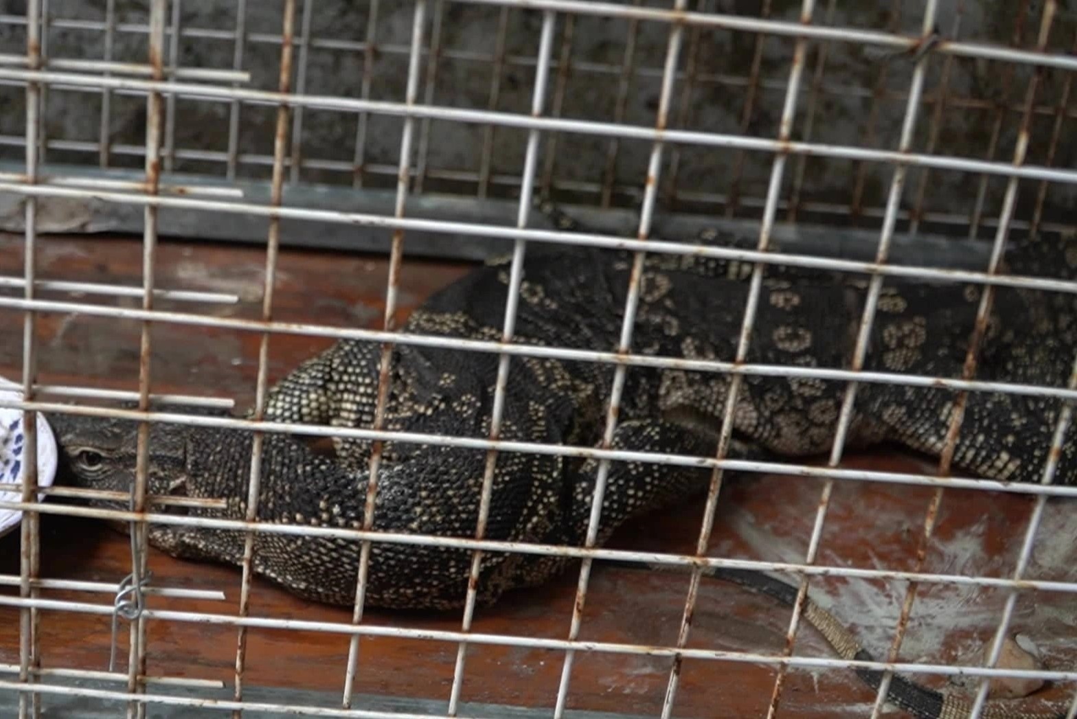 Ky da hoa bo vao nha dan o TP.HCM hinh anh