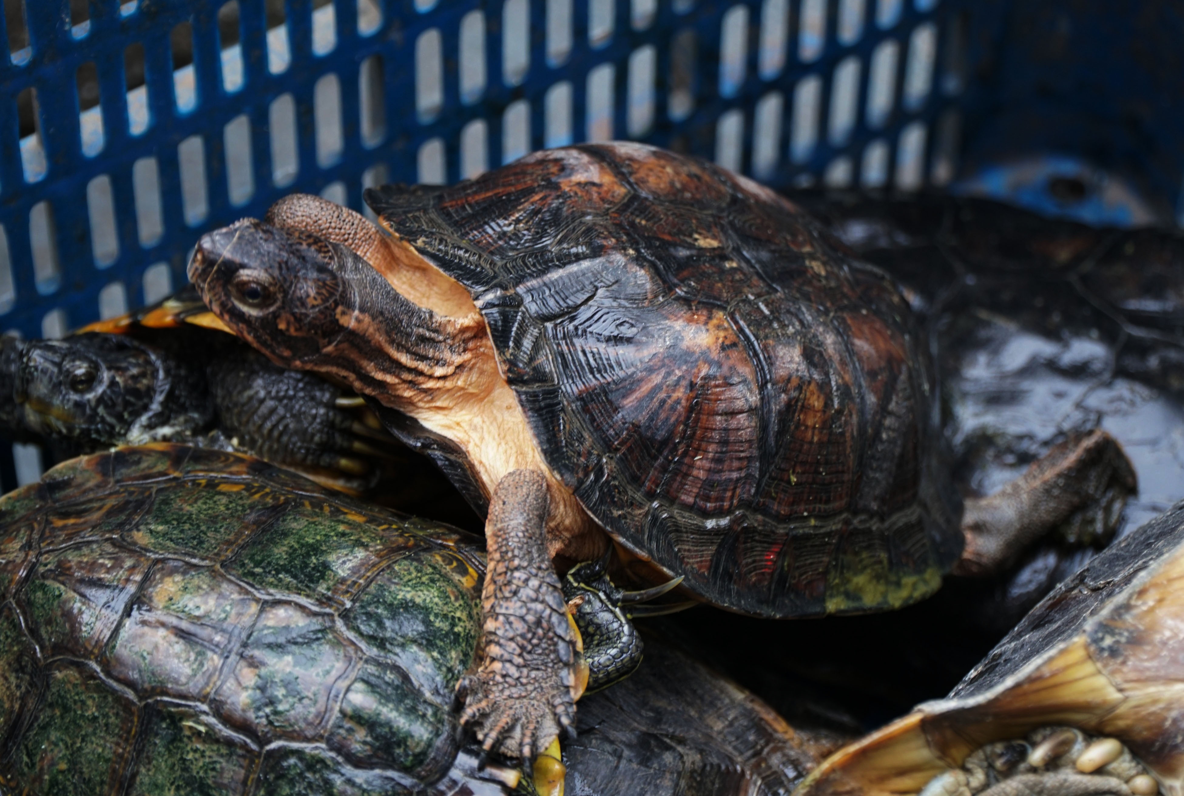 phóng sinh rùa ảnh 3 phong sinh rua anh 3