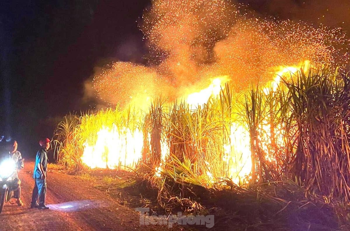 Chay lon tai vuon mia rong hon 10.000 m2 o Binh Duong hinh anh