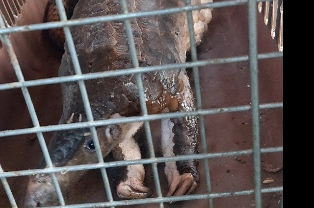 Te te quy hiem duoc 2 ky su nhat khi tap the duc o TP.HCM hinh anh