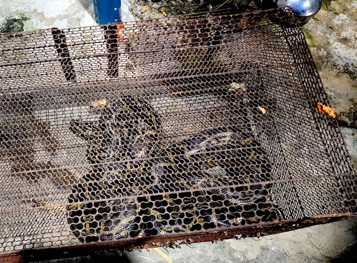 Tran quy hiem bo trong bui cay gan kenh o TP.HCM hinh anh