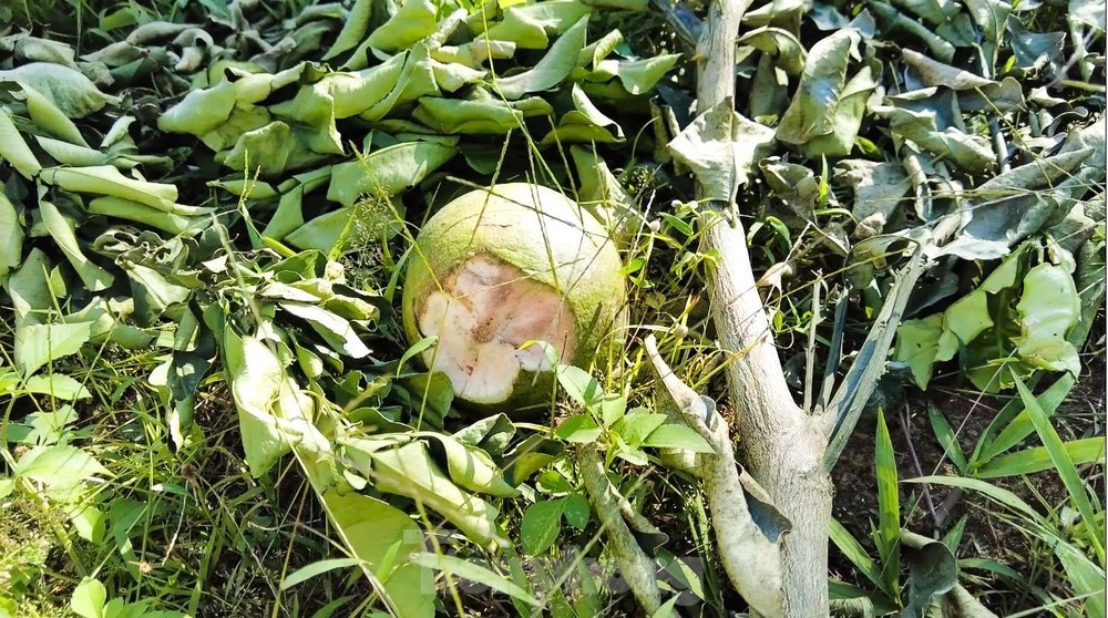 Trong buoi da xanh nhung khi ra qua lai hoa buoi la hinh anh