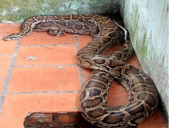 tran gam quy hiem anh 1