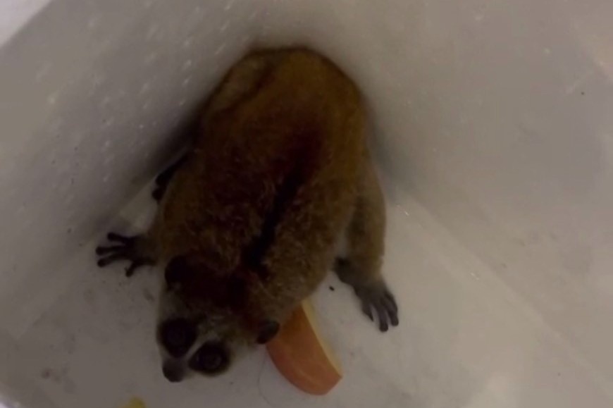 Cu li quy hiem tu cong vien bo vao quan ca phe o TP.HCM hinh anh