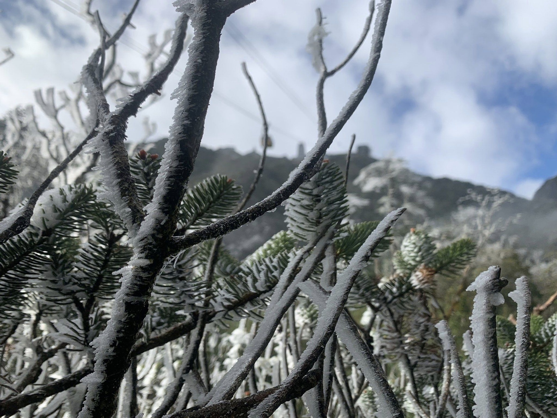 Mien Bac chim trong gia ret hinh anh