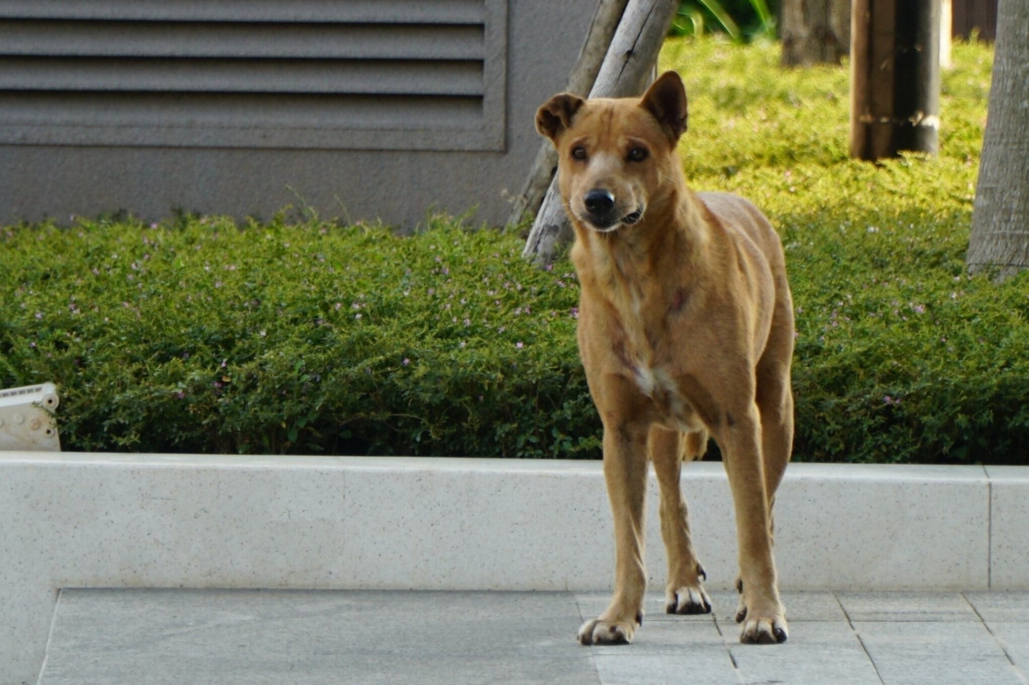 Cu dan chung cu o TP.HCM ai ngai sau vu 'benh cho danh nguoi' hinh anh