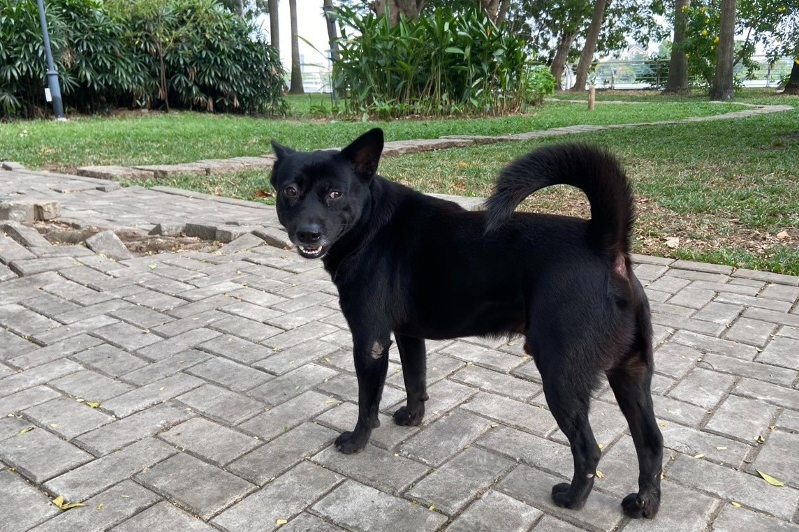 Cho khong ro mom chay rong trong chung cu cao cap o TP.HCM hinh anh