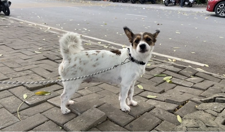 thu cung o chung cu anh 1