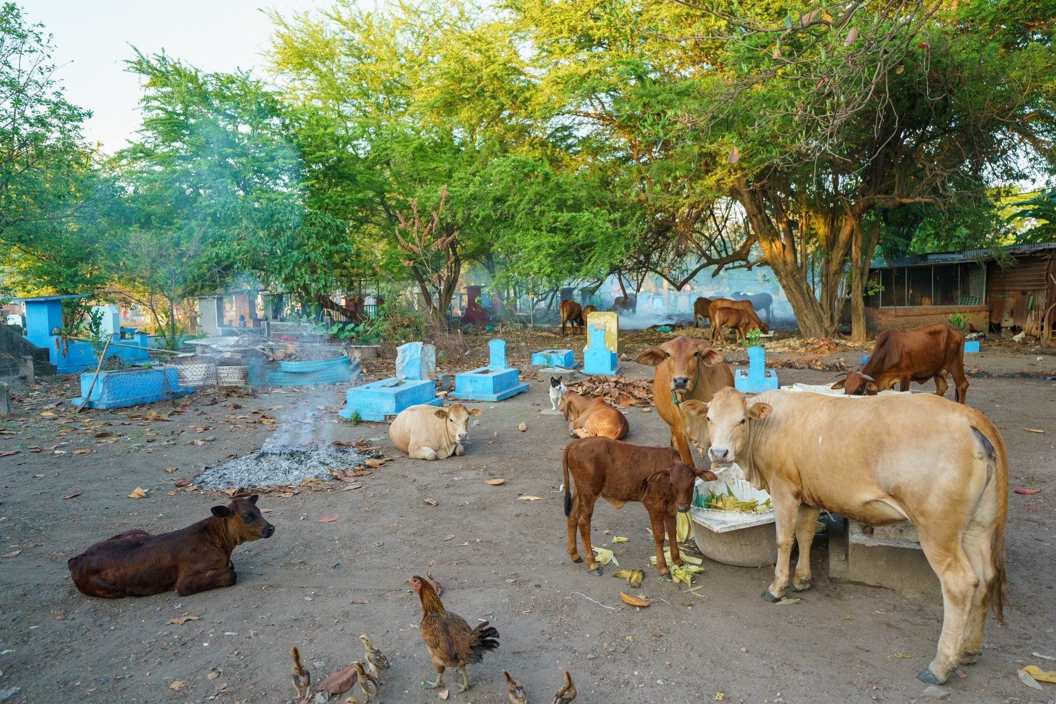 di doi nghia trang anh 5