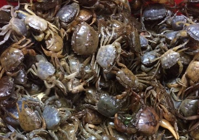 Cua dong 150.000 dong/kg van khong de mua hinh anh