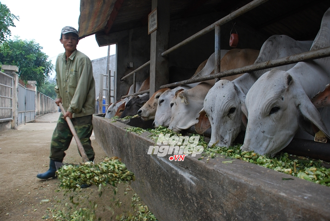 Bo Uc 'huc' bo ta hinh anh