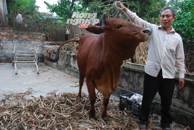 Bò nội tầm vóc nhỏ, nuôi lâu lớn, giá thành SX cao ngày càng mất giá... Đọc thêm tại: http://nongnghiep.vn/bo-uc-huc-bo-ta-post140894.html | NongNghiep.vn