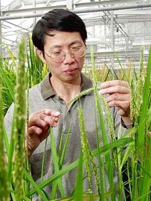 Tổ chức bảo vệ môi trường Hòa bình xanh loan báo đã liên tiếp phát hiện việc gạo biến đổi gen ở Hồ Bắc, Quảng Châu (nam Trung Quốc). Các thí nghiệm sau đó từ loại gạo này trên chuột cho thấy gạo đã gây dị ứng.