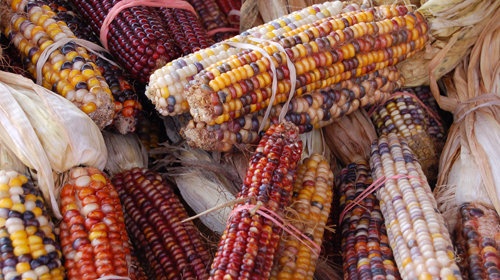 Bắp biến đổi gen đã xâm nhập nhiều thị trường.