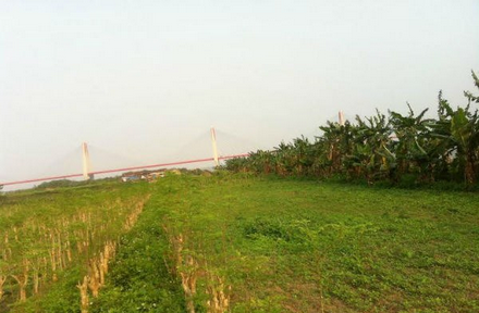 Chuyen la dich vu cho thue dat trong rau sach o Ha Noi hinh anh