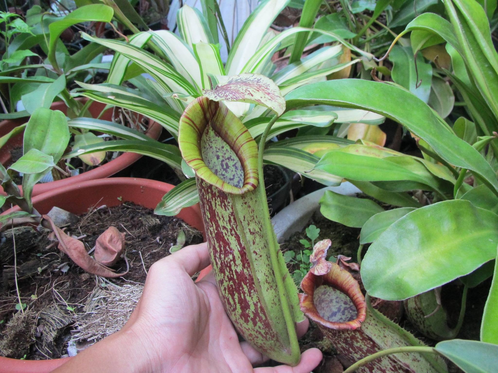 Mua cay 'an thit' duoi kien, muoi nhung ngay dau mua nong hinh anh