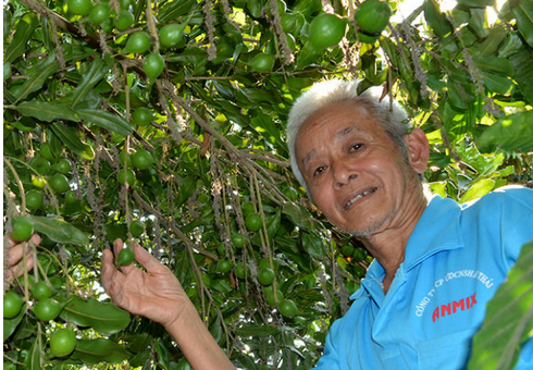 Mac ca chang de trong, cung khong phai 'cay ty phu' hinh anh
