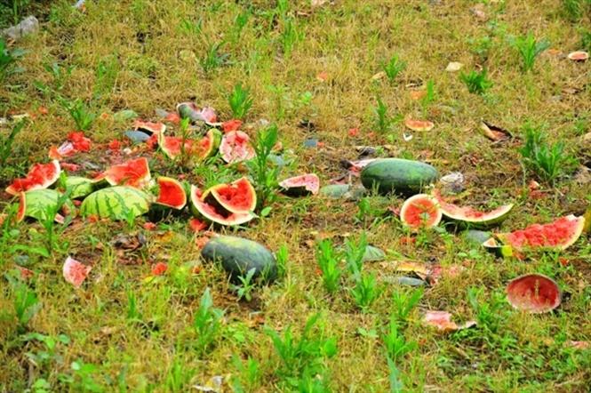 So với cùng kỳ năm 2014, năm nay tình trạng ùn ứ xe chở nông sản (chủ yếu là dưa hấu) tại cửa khẩu Tân Thanh không nghiêm trọng bằng. Tuy nhiên, mỗi ngày vẫn có khoảng 800 xe dưa phải nằm chờ để được thông quan.... Đọc thêm tại: http://nongnghiep.vn/hang-tan-dua-hau-thoi-nam-la-liet-gan-cua-khau-tan-thanh-post141148.html | NongNghiep.vn