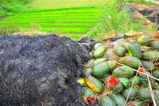 Theo nhiều lái xe vừa “đổ hàng” sang Trung Quốc trở về, một xe chở dưa hấu từ khu vực Nam Trung Bộ và Tây Nguyên phải mất ít nhất 4 – 5 ngày mới được thông quan vì lượng xe dồn về quá lớn do đó rất khó khăn để thông thương nông sản vào dịp đầu năm.... Đọc thêm tại: http://nongnghiep.vn/hang-tan-dua-hau-thoi-nam-la-liet-gan-cua-khau-tan-thanh-post141148.html | NongNghiep.vn