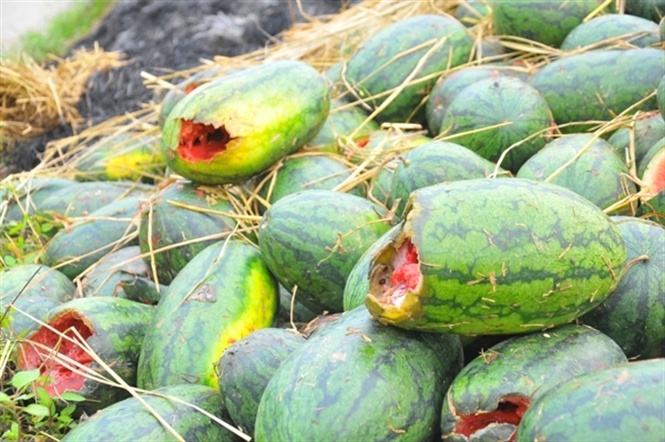 Theo nhiều lái xe vừa “đổ hàng” sang Trung Quốc trở về, một xe chở dưa hấu từ khu vực Nam Trung Bộ và Tây Nguyên phải mất ít nhất 4 – 5 ngày mới được thông quan vì lượng xe dồn về quá lớn do đó rất khó khăn để thông thương nông sản vào dịp đầu năm.... Đọc thêm tại: http://nongnghiep.vn/hang-tan-dua-hau-thoi-nam-la-liet-gan-cua-khau-tan-thanh-post141148.html | NongNghiep.vn