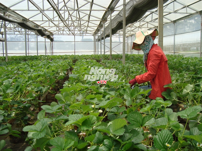 Giong dau tay 5 tuan thu hoach o Da Lat hinh anh