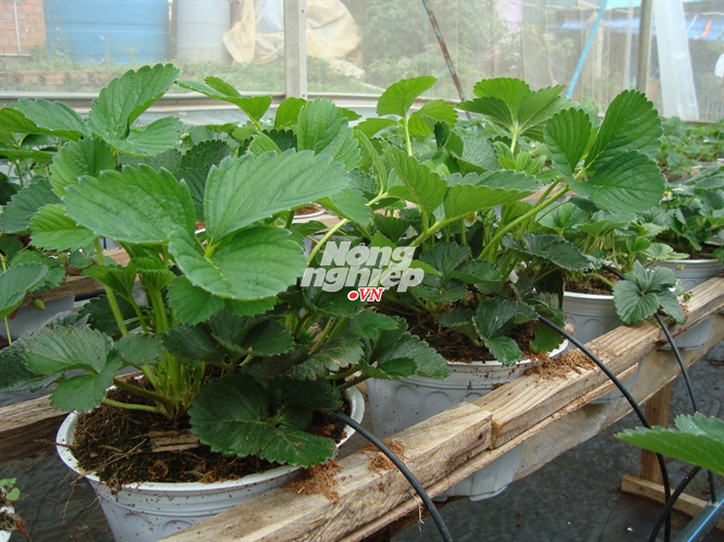 Dâu tây 2 tuần tuổi bắt đầu cho hoa.