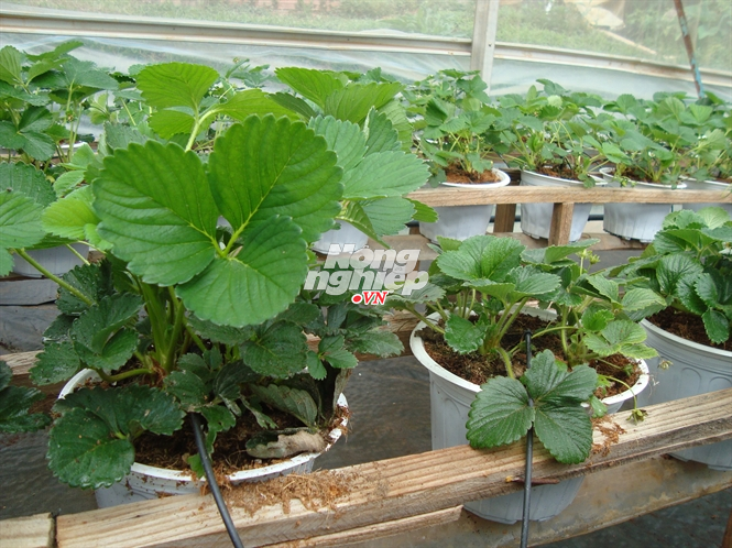 Chậu dâu tây 2 tuần tuổi (bên trái) trong vườn dâu tây 3 tháng tuổi.