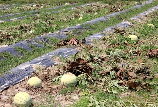 Dua hau chin ruc ngoai dong, khong ai mua hinh anh