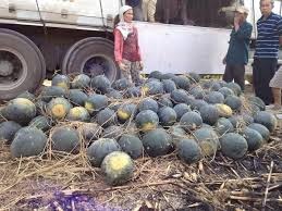 TP HCM: Cac sieu thi giup tieu thu dua hau mien Trung hinh anh