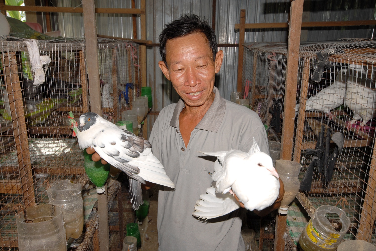 Nuoi bo cau Phap thu 100 trieu moi nam hinh anh