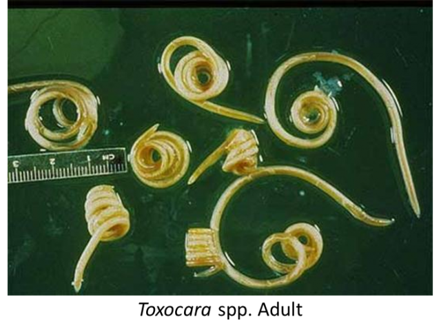 Giun tròn Baylisascaris procyonis thường ký sinh trên gấu trúc. Đây là loài động vật ký sinh có khả năng gây mù, thương tổn thần kinh hoặc tử vong ở người. Con người chỉ phát hiện ra bệnh sau khi ấu trùng giun di chuyển vào mắt hoặc não.