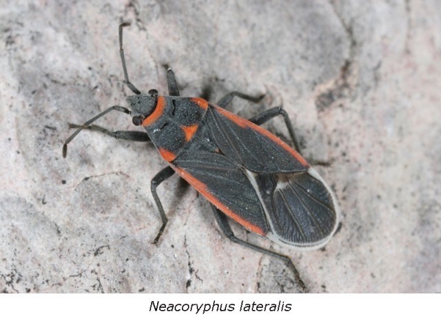 Trypanosoma cruzi gây ra bệnh Chagas, hay còn gọi là Trypanosomiasis Mỹ. Người mắc bệnh do tiếp xúc với phân bọ xít Triatoma - một loại côn trùng hút máu người và động vật. Trypanosoma cruzi xâm nhập cơ thể người qua vết đốt, vết xước ở da (do ngứa gãi) hoặc qua kết mạc. Bệnh biểu hiện bằng phản ứng tại chỗ do sự xâm nhập của ký sinh trùng: phù nề do viêm, nổi hạch trong vùng bị đốt (thường là vùng mặt với viêm mí mắt một bên).