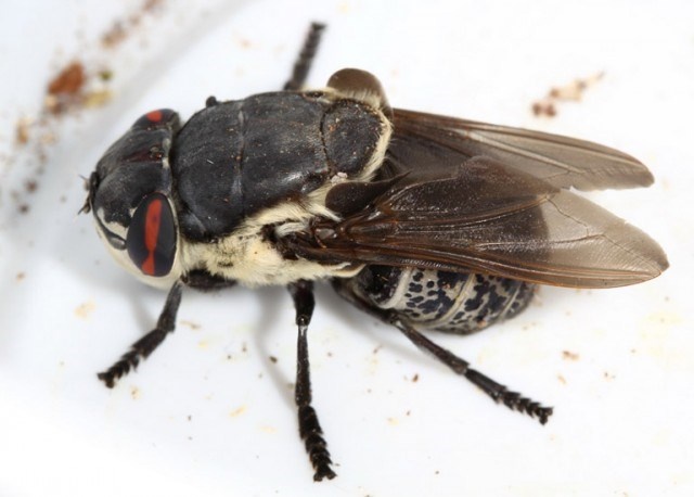 Myiasis là bệnh nhiễm trùng do loài ruồi Myiasis đẻ trứng và lây nhiễm vào người thông qua vết thương hở, kết mạc mắt. Khi ấu trùng xâm nhập vào mắt sẽ gây tình trạng tầm nhìn mờ, bong võng mạc, tăng nhãn áp và dẫn đến mù lòa.