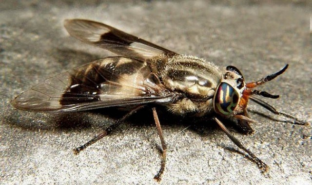 Giun mắt Châu Phi hoặc xâm nhập cơ thể con người thông qua vết cắn của một con ruồi. Chúng khám phá vùng da dưới mắt của bạn, bò qua bò lại khiến bạn chẳng bao giờ có chút nghi ngơi nào trong nhiều năm.