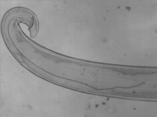 Loài giun tròn Thelazia gây bệnh ở mắt, ký sinh ở một số động vật có vú, được truyền qua trung gian ruồi Dipteran. Thelazia được phát hiện năm 1910, thường thấy ở vùng Viễn Đông.