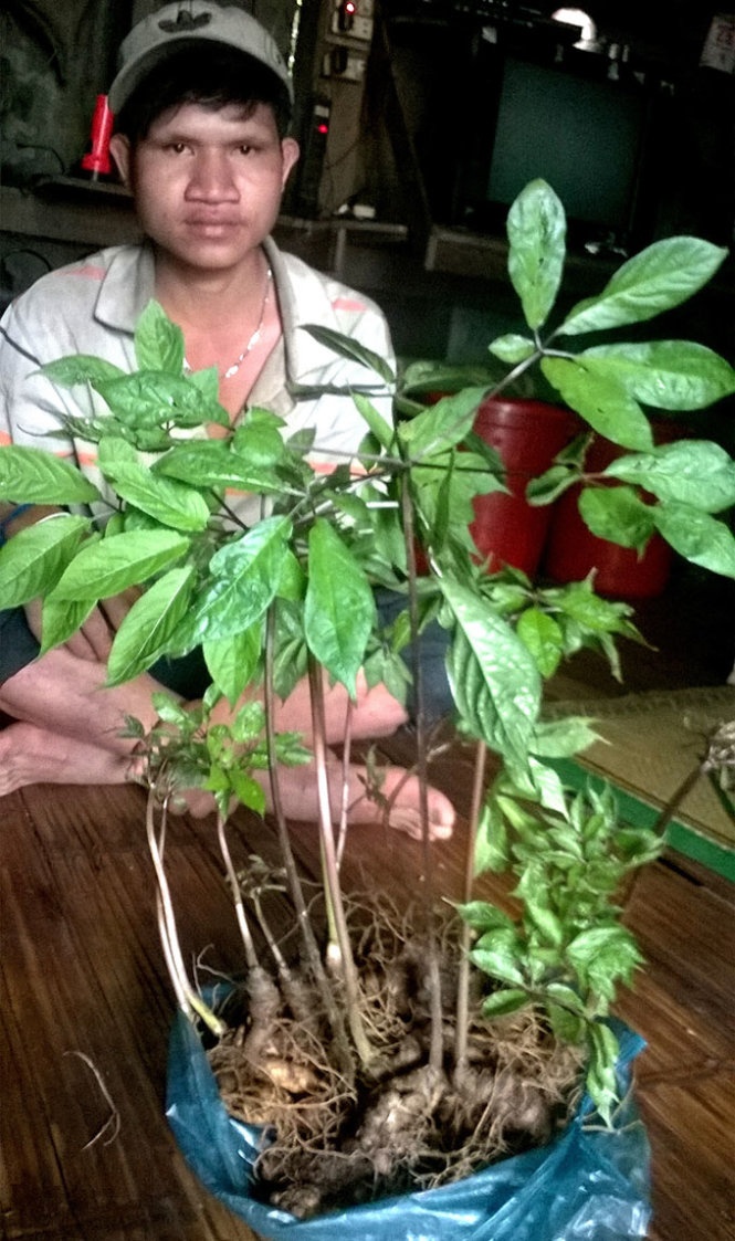 Một gốc sâm Ngọc Linh.