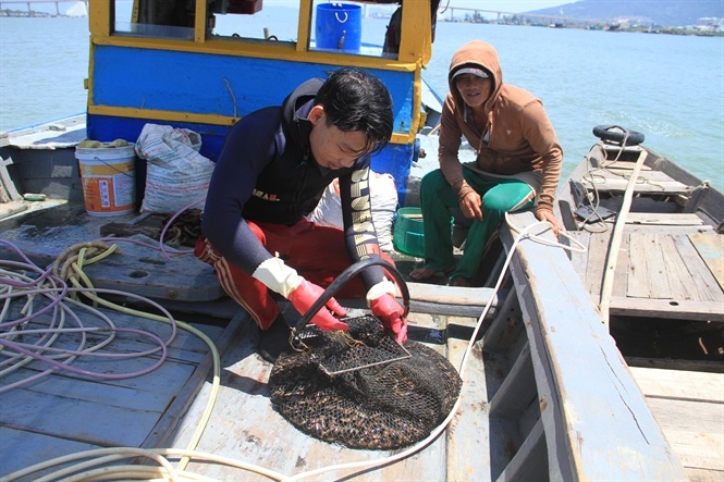 Ngư dân lặn và thành quả là túi chíp chíp.