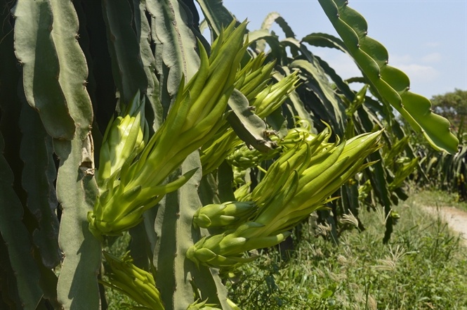 Thu mua hoa thanh long o at hinh anh